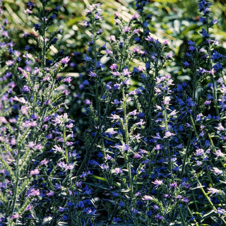 Viperina piantaginea - Miscuglio - Naturale e fiorita fino all’autunno - Echium plantagineum