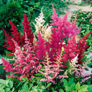 Astilbe Arendsii - Fabulous Flower Clusters that Enchant Everyone - Astilbe arendsii - Premium Seeds