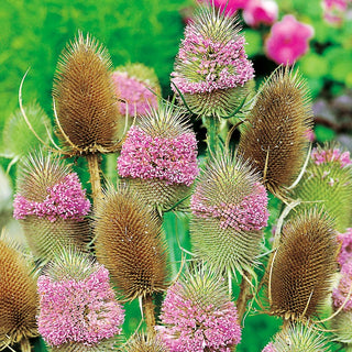 Scardaccione selvatico - Ideale per essiccazione per bouquet e ghirlande - Dipsacus fullonum - 100 g