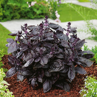 BIO Basilico a foglia rossa - Aroma intenso, tocco originale per il pesto - Ocimum basilicum