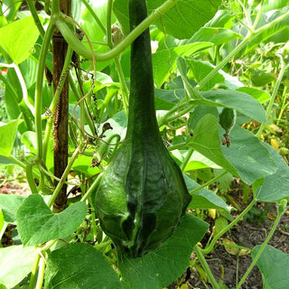 Zucca Lagenaria - Marenka - Frutti lisci, resistenti, perfetti per la decorazione - Lagenaria siceraria