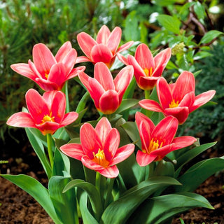 Tulipano - Fashion - Tulipa - Eleganza e freschezza in giardino - 5 bulbi