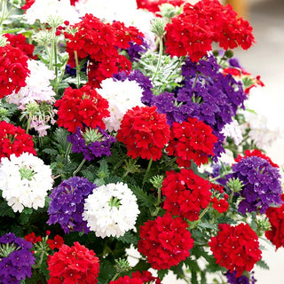 Trailing Verbena Mixed - Hanging Stems, Long Blooming Period, Multicoloured Flowers - Verbena hybrida pendula - Premium Seeds