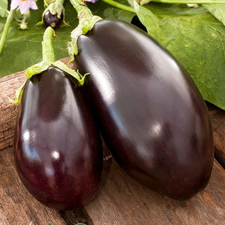 BIO Melanzana Black Beauty - Naturalmente carnoso, perfetto per la griglia