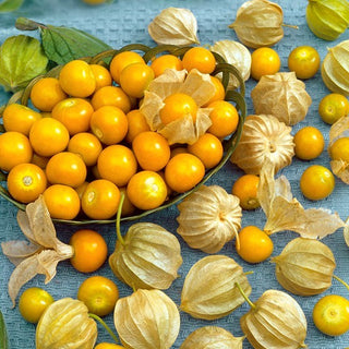 Alkekengi del Perù - Dolce ed esotico, perfetto per spuntini - Physalis peruviana