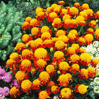 Dwarf French Marigold Orange Flame - Incredibly Beautiful, Bi-Coloured Decoration for Any Garden - Tagetes patula nana - Premium Seeds