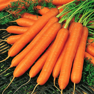 Carota - Amsterdam 3 - Resa veloce, perfetta per i succhi freschi - Busta Gigante - 500 g