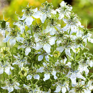 Nigella - Honey-Producing Plant, Attracting Bees and Other Pollinators - Nigella sativa - Premium Seeds