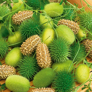 Cetriolo ornamentale - Forme affascinanti, decorazione autunnale assolutamente perfetta