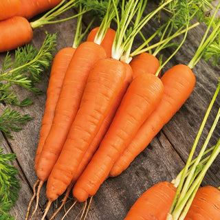 Carota Koral - Perfetta per la conservazione, mantiene tutto il suo sapore - Busta Gigante - 500 g