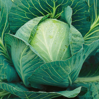 Cavolo cappuccio bianco - Langedijker Dauer - Eccellente per la conservazione invernale, resistente alle spaccature - Busta Grande - 50 g