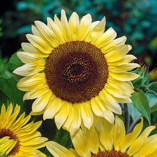 Sunflower Lemon Queen - Extra Height, Up to 2.5 Metres - Helianthus annuus - Premium Seeds
