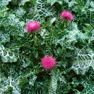 Milk Thistle - Spectacular Garden Decoration, Natural Liver Remedy - Silybum marianum - Premium Seeds