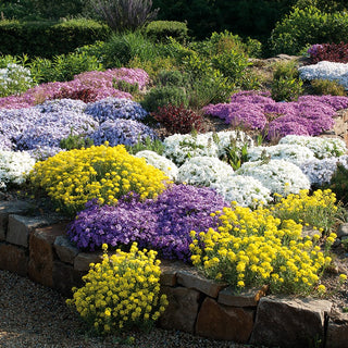 Rock Garden Perennial Plants Mixed - Flowering Carpet from Spring to Autumn - Premium Seeds