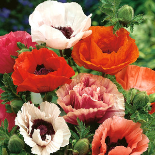 Oriental Poppy Mixed - Gigantic Flowers, Spectacle of Vibrant Colours - Papaver orientale - Premium Seeds