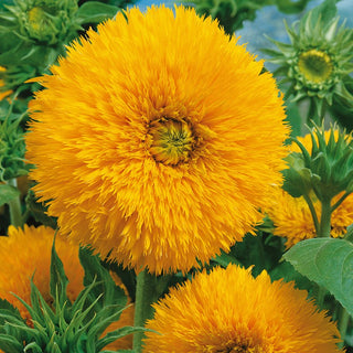 Girasole Sungold Tall - Imponente e attraente per gli insetti - Helianthus annuus - Busta Grande - 1 kg