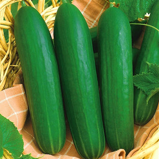 Cetriolo Iwa - Varietà precoce da serra, buccia liscia e deliziosa