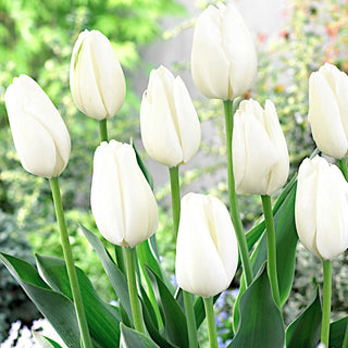 Tulipano - Hakuun - Tulipa - Bianco luminoso per il giardino - 5 bulbi