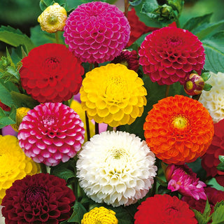Dahlia Pompon Mix - Garden Full of Colourful Pom-Poms - Dahlia pinnata - Premium Seeds
