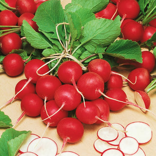 Ravanello Cherry Belle - Delicata a crescita rapidissima - 100 g