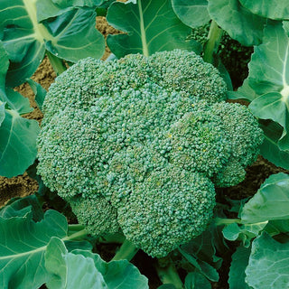 BIO Cavolo Broccolo Calabrese Natalino - BIO bomba verde di vitamine nella tua cucina