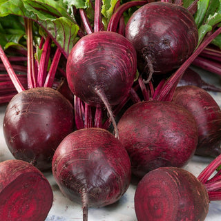Beetroot Betina - Perfect for Fresh Consumption and Preserves - Premium Seeds