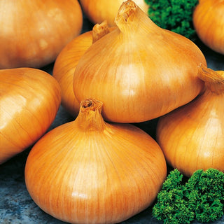 Cipolla Stuttgarter Riesen - Bulbi grandi - resa elevata - Busta Gigante - 500 g