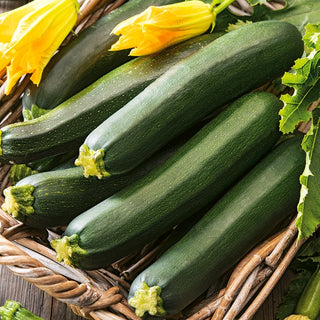 Courgette Black Beauty - Juicy Explosion of Flavour, Perfect for Frying, Stewing and Grilling - Premium Seeds