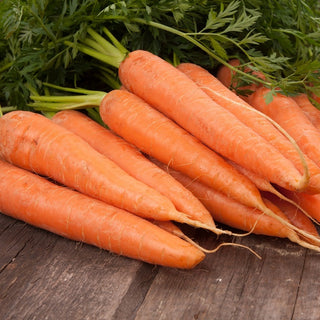 BIO Carota Berlikumer 2 - Varietà biologica abbondante e resistente