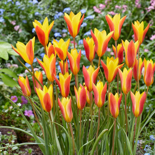 Tulipano - Chrysantha - Tulipa - Piccoli, resistenti e ricchi di fascino - 5 bulbi
