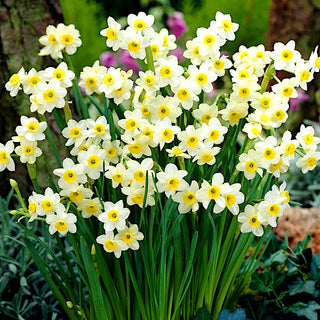 Narciso - Minnow - Narcissus - Colori primaverili delicati e raffinati - 5 bulbi