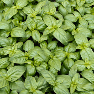 BIO Basilico Genovese - Sapore e aroma straordinari - Ocimum basilicum