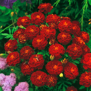 French Marigold Carmen - Unique Mahogany-Orange Flower Colour - Tagetes patula - Premium Seeds