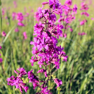 Lychnis viscaria - Miscuglio - Esplosione estiva di colori - Lychnis viscaria