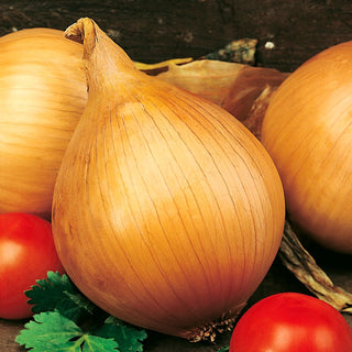 Onion Ailsa Craig - Giant Sweet Onions for the Discerning - Allium cepa - Premium Seeds