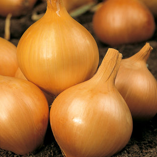 Onion Wolska - Late Variety with Impressive Yields and Unparalleled Taste - Allium cepa - Premium Seeds