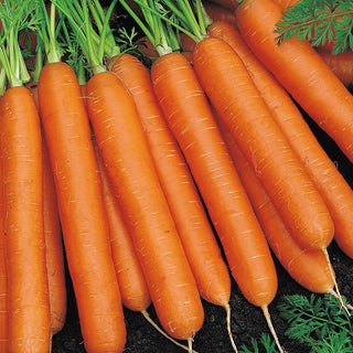 Carota Nantes 3 - Qualità superiore, radici lisce e sapore eccezionale - Busta Gigante - 500 g