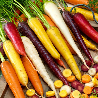Carrot - Mix of Colourful Varieties - Ideal for Children, Delicious Crops, Full of Minerals and Vitamins - Premium Seeds