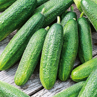 Cucumber Partner F1 - Abundant Yields, Highly Resistant, Perfect for Fermenting - Premium Seeds