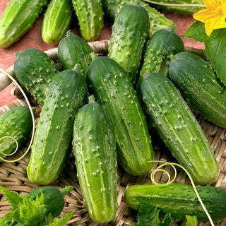 Cucumber Anulka F1 - Extra Productive and Resistant, Perfect for Pickling - Premium Seeds