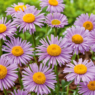 Alpine Aster Pink - Exceptionally Charming and Profusely Blooming - Aster alpinus - Premium Seeds