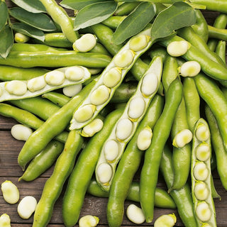 Broad Bean Dragon - Exceptionally Productive, Excellent Taste and Abundant Harvest - Premium Seeds