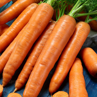 Carota Karotina - Extra dolce, una vera bomba di vitamine - Busta Grande - 50 g
