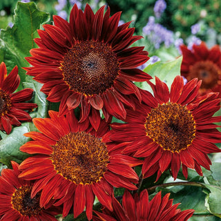 Ornamental Sunflower Red Sun - Decorative Giant, Fast-Growing, Long-Lasting Blooms - Helianthus annuus - Premium Seeds