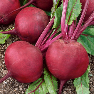 Beetroot Jawor - Reliable Yields and Exceptional Taste - Premium Seeds