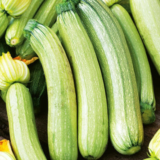 Zucchino - Bianca di Trieste - Crescita rapida, verde chiaro ed eccezionalmente saporito - Busta Grande - 100 g