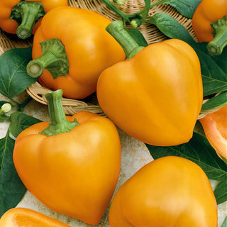 Sweet Pepper Afrodita - Intensely Yellow, Juicy and Full of Vitamins - Premium Seeds