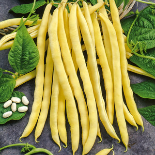Climbing French Bean Neckargold - Asparagus, Yellow-Podded, High-Yielding - Premium Seeds