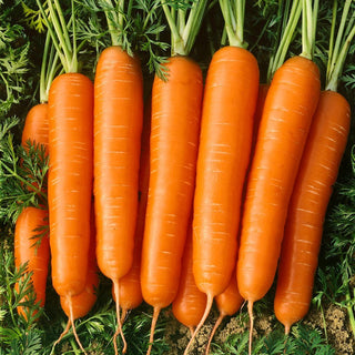 BIO Carota Nantaise 2 - Carota precoce dal sapore succoso