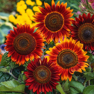 Sunflower Evening Sun - Red-Brown Explosion of Flowers - Helianthus annuus - Premium Seeds